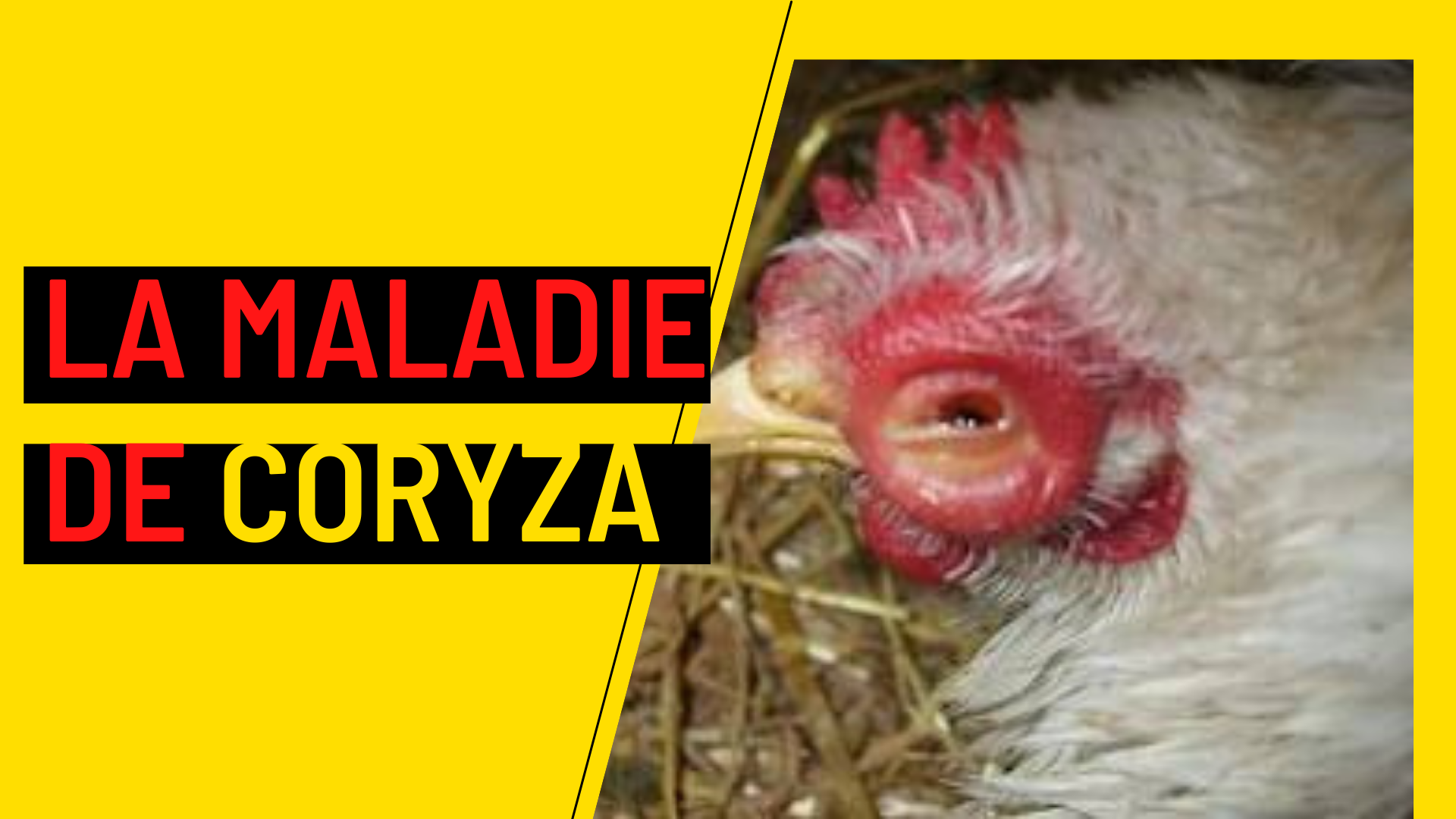 Coryza aviaire: comment détecter et soigner la rhume de la poule