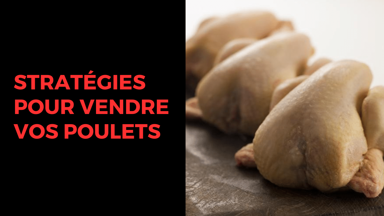 vendre vos poulets de Chair